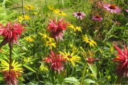 monarda6