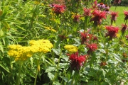 monarda7