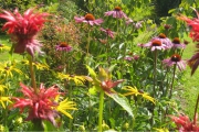 monarda8