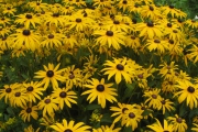 Rudbeckia fulgida var. sullivantii 'Goldsturm'