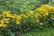 Het Rudbeckia-plantsoen