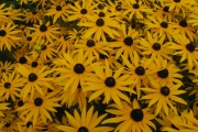 Rudbeckia fulgida var. sullivantii 'Goldsturm'