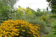 Twee soorten Rudbeckia