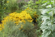 Het Rudbeckia-plantsoen