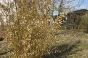 Phyllostachys aureosulcata “Aureocaulis”