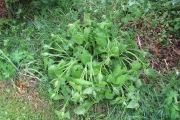 Lunaria rediviva (vaste judaspenning)