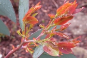 Eucalyptus Debeuzevillei