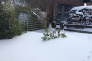 De rhododendron bijna onder de sneeuw verdwenen