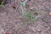 Een betere plek voor Vedergras (Stipa gigantea)