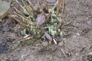 Sedum uit het plantsoen in de Collegiantenstraat