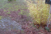 Duinroos uit het plantsoen in de Collegiantenstraat