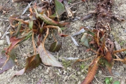 Duizendknoop - Persicaria amplexicaulis