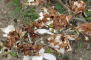 Magnolia Stellata