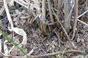 Panicum virgatum North Wind