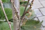 Blauwe regen - Wysteria