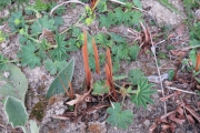 Crocosmia