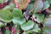 Schoenlappersplant - Bergenia cordifolia