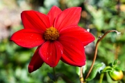 Dahlia Topmix Red (Photo: Bernhard Schneidereit / www.beauty-focus-eifel.de)