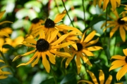 Rudbeckia (Photo: Bernhard Schneidereit / www.beauty-focus-eifel.de)