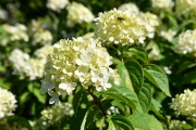 Hortensia Lemon Queen (Photo: Bernhard Schneidereit / www.beauty-focus-eifel.de)