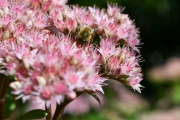 Sedum (Photo: Bernhard Schneidereit / www.beauty-focus-eifel.de)