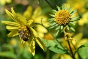 Rudbeckia (Photo: Bernhard Schneidereit / www.beauty-focus-eifel.de)