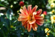 Dahlia onbekend / Unbekannt (Photo: Bernhard Schneidereit / www.beauty-focus-eifel.de)