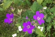 Ooievaarsbek / Geranium