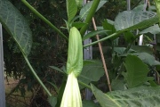 Engelentrompet/Brugmansia