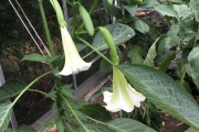 Engelentrompet/Brugmansia