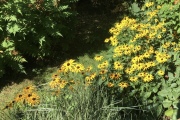 Rudbeckia