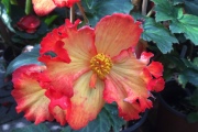 Begonia