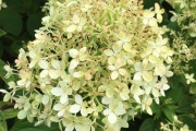 Hortensia Lemon Queen