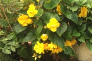 Begonia