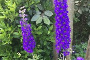 Delphinium  / Riddenspoor / Ritterspor