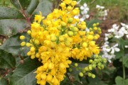 Mahonia