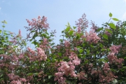 Syringa ´Miss Japan´ (Villosae Groep)