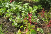 Heuchera Sanguinea 'Leuchtkofer'