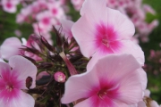 Phlox paniculata