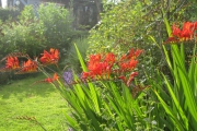 Crocosmia