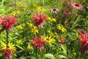 Monarda, Rudbeckia en Echinacea in de nieuwe zomerborder