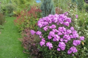 Phlox, Duizendknoop en Heuchera