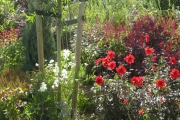 VLNR Monarda, Astilbe, Duft Rose, Siererwt, Komkommerkruid (Borage), Duizendschoon, Olijfwilg, Dahlia Bishop of Llandaff, Cotineus, Geum, Duivelswandelstok