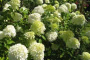 Hortensia Paniculata 'Limelight'