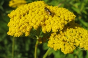 Achillea Filipendulina 'Cloth of Gold'