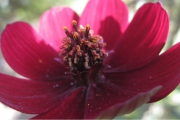 Chocoladebloem (Cosmos Atrosanguineus)