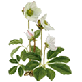 Deze maand bloeit: Helleborus