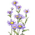 Deze maand bloeit: Herfstaster